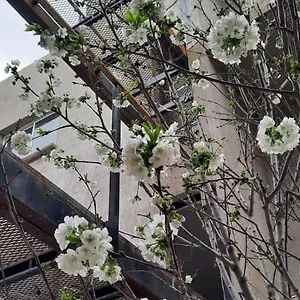 El Cerezo Apartamento Mendoza
